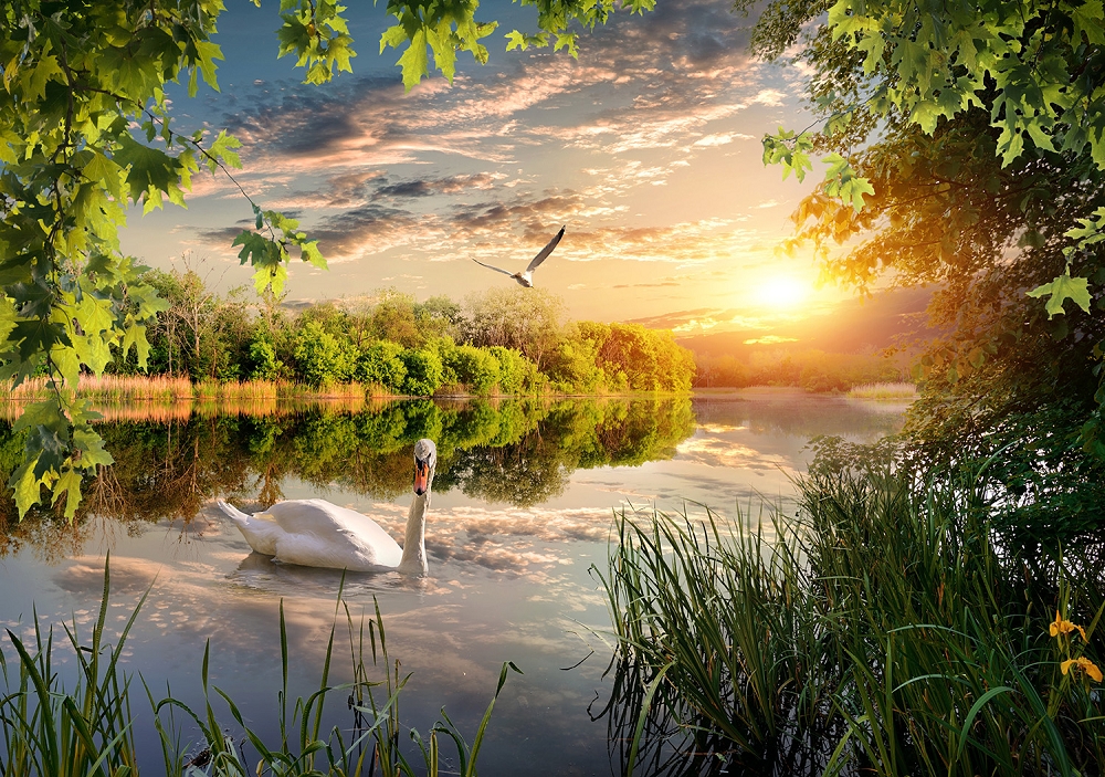 Papier peint photo - Lac idyllique au coucher du soleil avec un cygne au premier plan et un oiseau dans le ciel