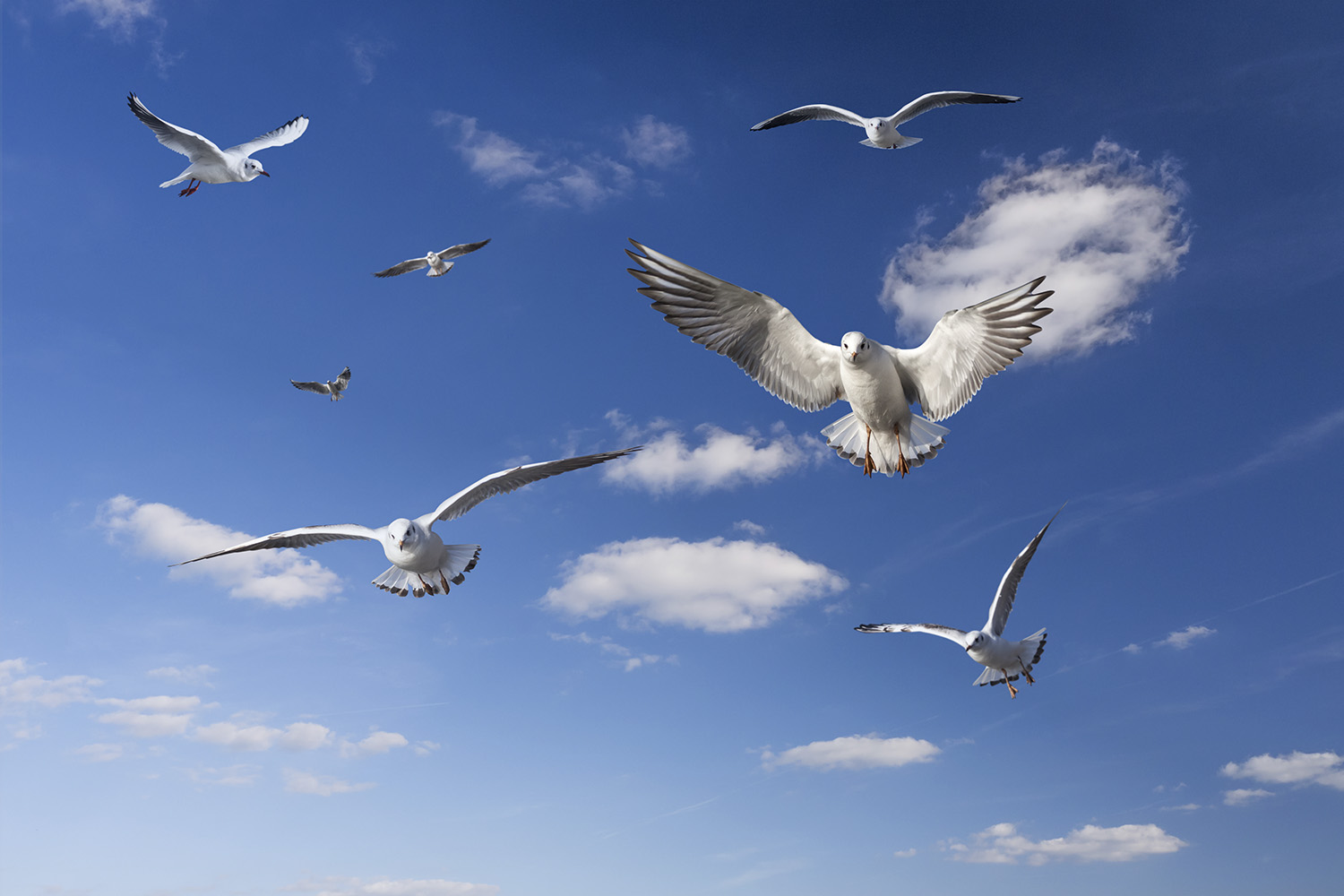 Papier peint photo - Plusieurs mouettes planent élégamment dans un ciel bleu clair