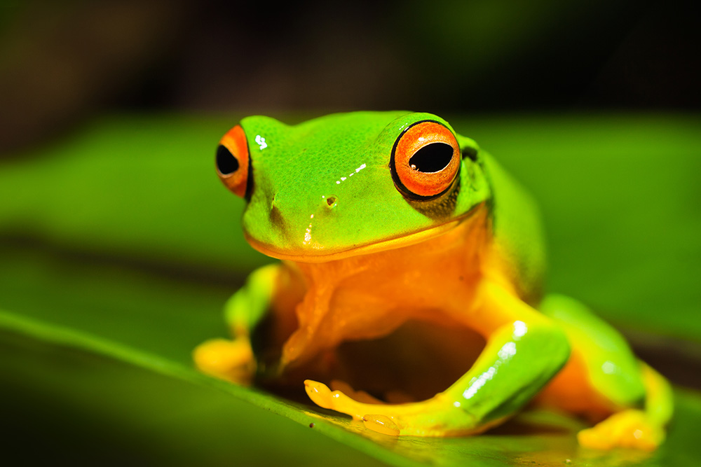 Papier peint photo - Gros plan d'une grenouille verte sur une feuille verte