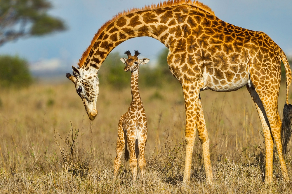 Papier peint photo - Une mère girafe se tient doucement au-dessus de son veau dans une vaste savane herbeuse