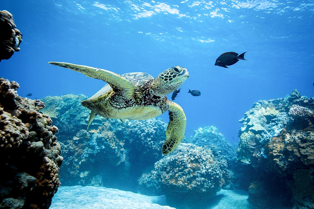Papier peint photo - tortue de mer nageant dans l'eau bleue claire sur un récif corallien, entourée de poissons