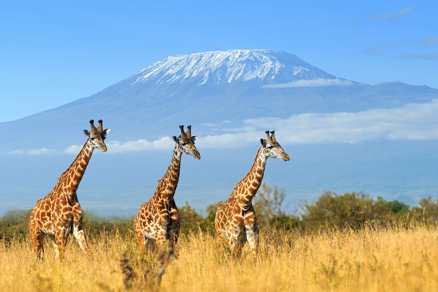 Papier peint photo - Trois girafes se promènent dans la savane avec le Kilimandjaro en arrière-plan