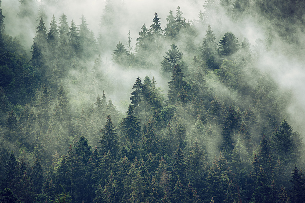 Papier peint photo - forêt atmosphérique dans le brouillard avec des pins denses