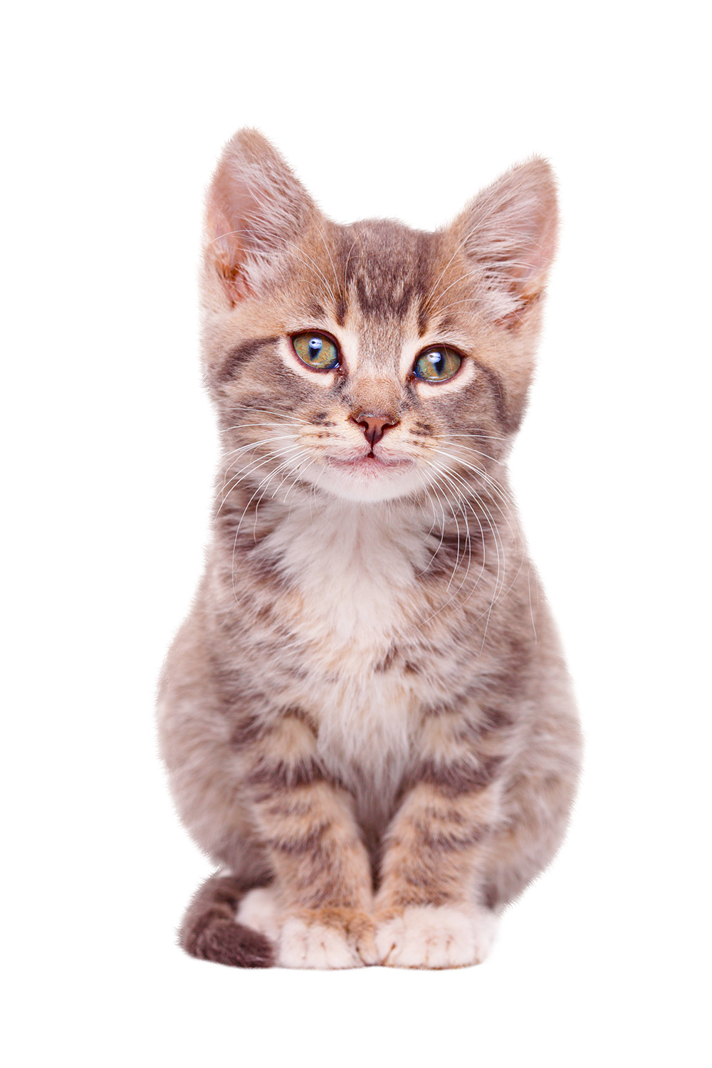 Autocollant de fenêtre - chaton