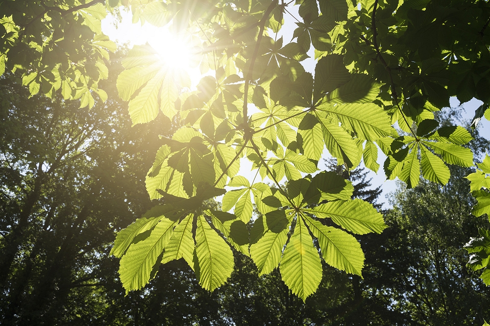 Papier peint photo - les rayons du soleil brillent à travers les feuilles vertes d'un arbre dans la forêt