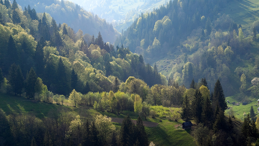 Papier peint photo - Paysage de forêt pittoresque avec des collines vertes et des rayons de soleil qui brillent à travers les arbres