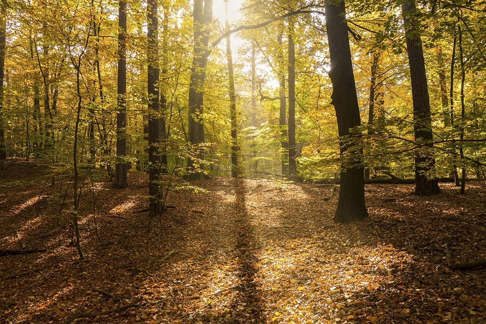 Papier peint photo - Une forêt d'automne inondée de soleil avec des feuilles dorées et de grands arbres