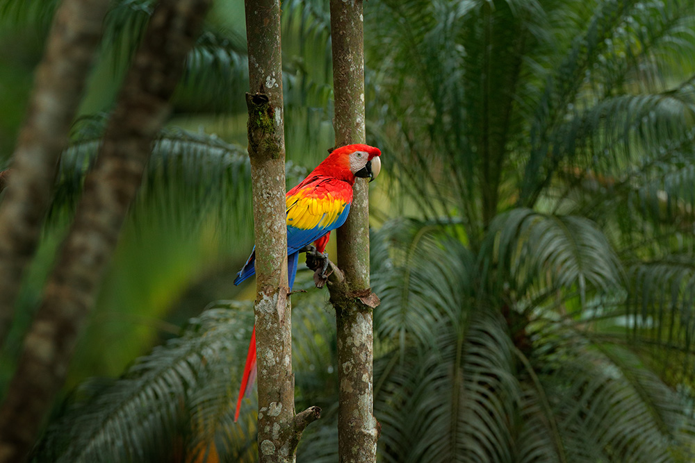 Papier peint photo - Perroquet coloré assis sur un arbre dans la forêt tropicale