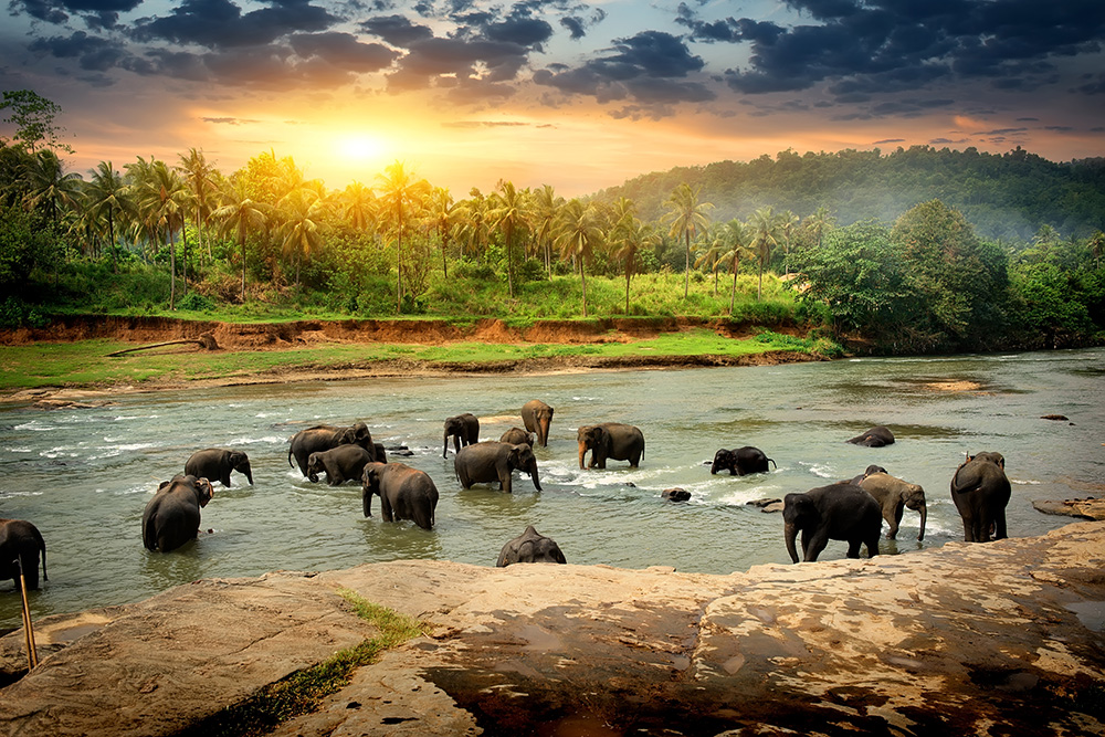 Papier peint photo - Des éléphants se tiennent dans une rivière entourée de palmiers et d'une végétation luxuriante au coucher du soleil