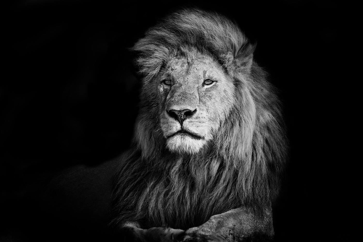 Papier peint photo - Photographie en noir et blanc d'un lion majestueux sur fond noir