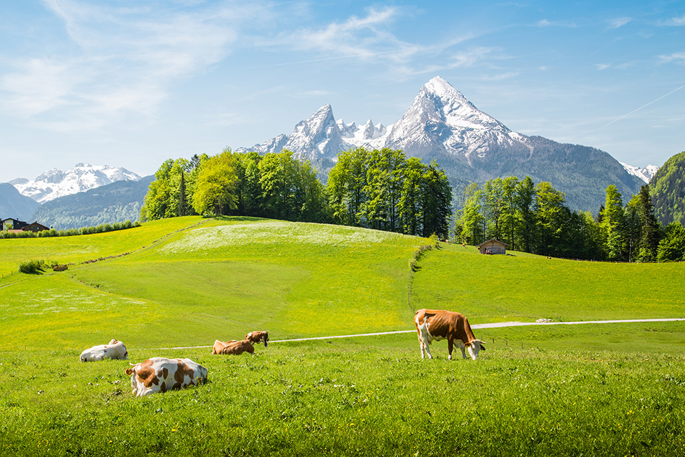 Papier peint photo - Vaches dans une verte prairie dans les Alpes avec des montagnes enneigées en arrière-plan