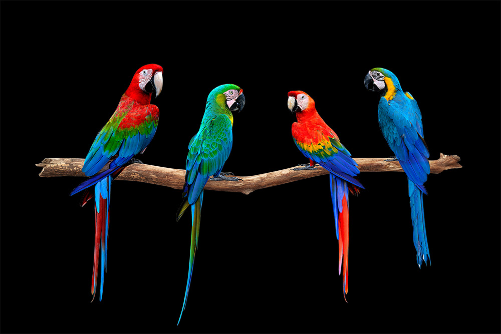 Papier peint photo - Quatre perroquets aux plumes rouges, bleues et vertes éclatantes sont assis sur une branche et se détachent sur un fond noir