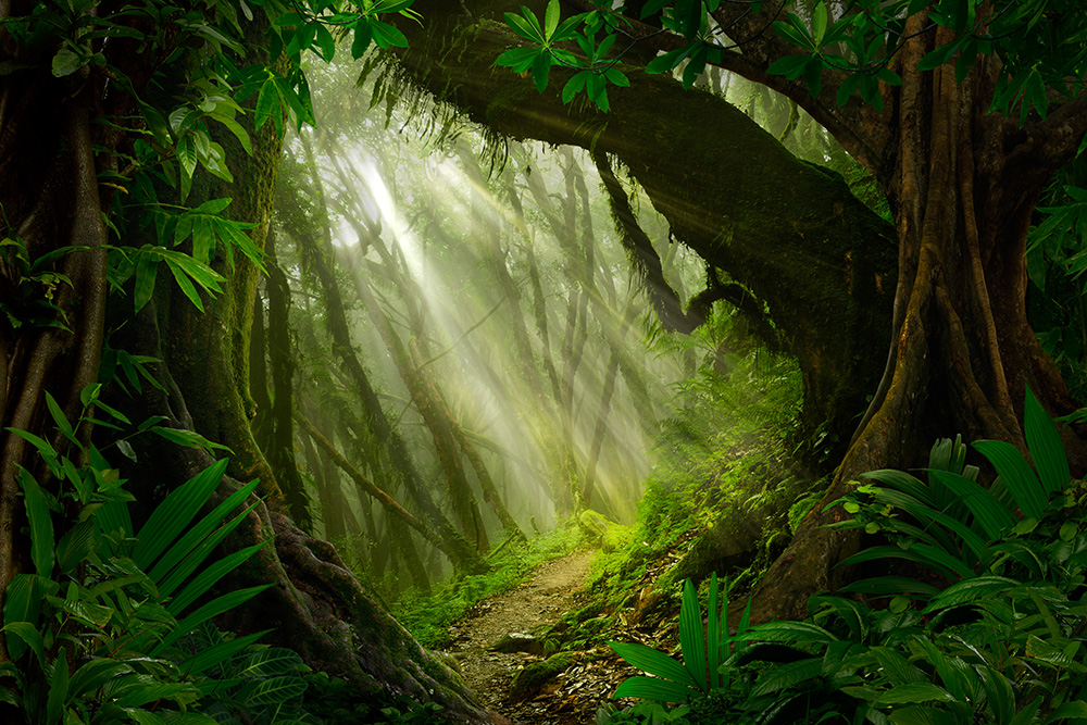 Papier peint photo - forêt à la végétation dense avec des rayons de soleil et un vert luxuriant
