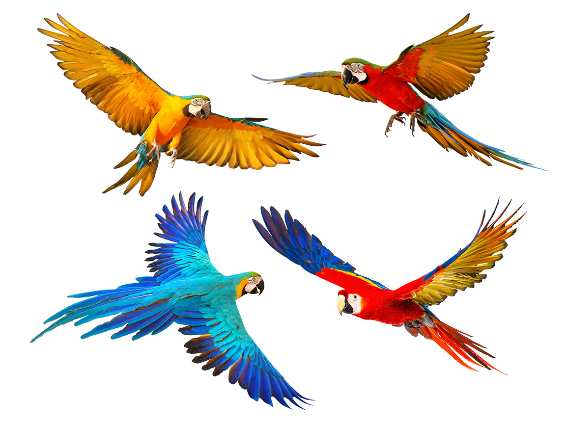 Tatouage mural - perroquets volants aux couleurs vives