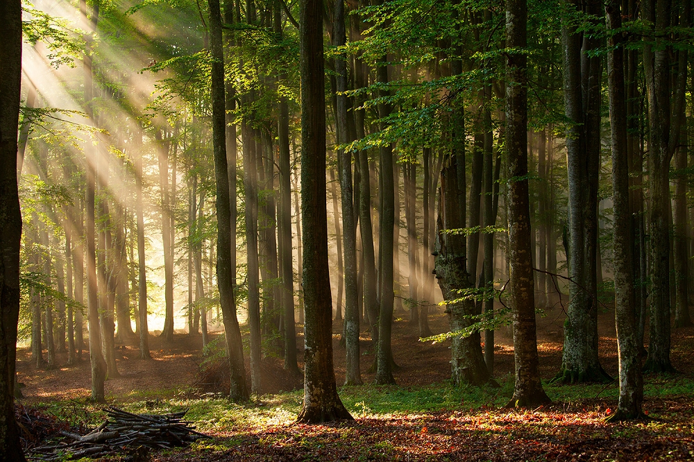 Papier peint photo - rayons de soleil à travers les arbres dans une forêt dense et verte