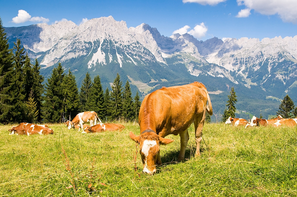 Papier peint photo - vaches broutant dans une prairie alpine avec un majestueux panorama de montagnes en arrière-plan