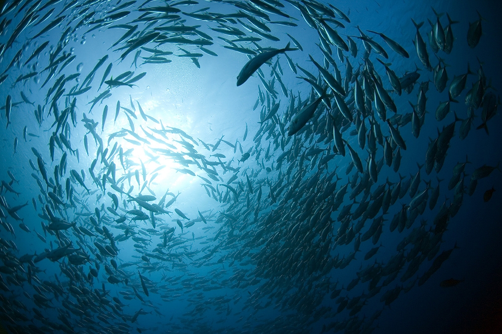 Papier peint photo - photo sous-marine d'un grand banc de poissons glissant dans l'océan à la lumière du soleil