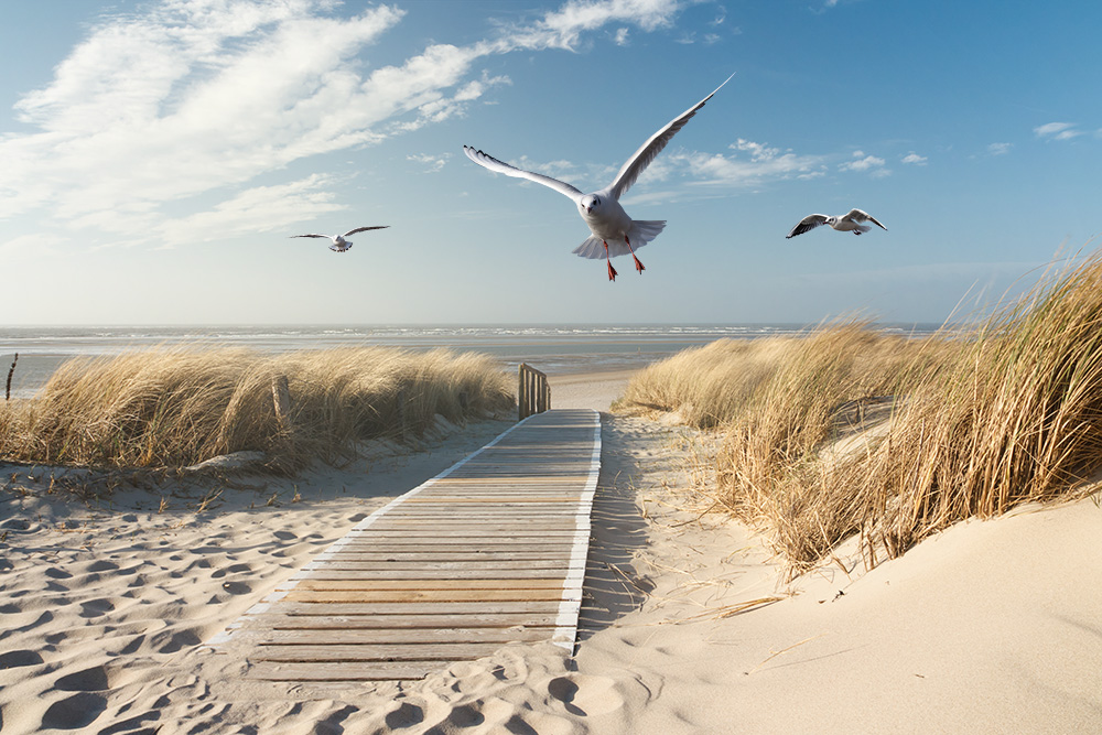 Papier peint photo - chemin en bois à travers un paysage de dunes de sable jusqu'à la mer, les mouettes volent dans le ciel