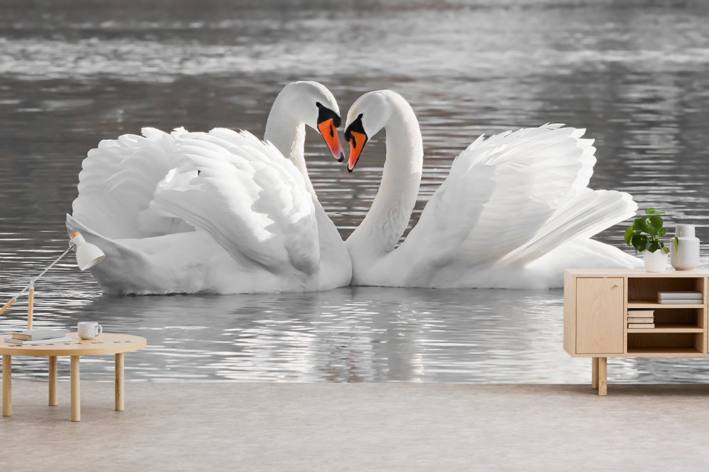 Papier peint photo - Deux cygnes blancs nagent élégamment sur un lac et forment une pose en forme de cœur avec leur cou.