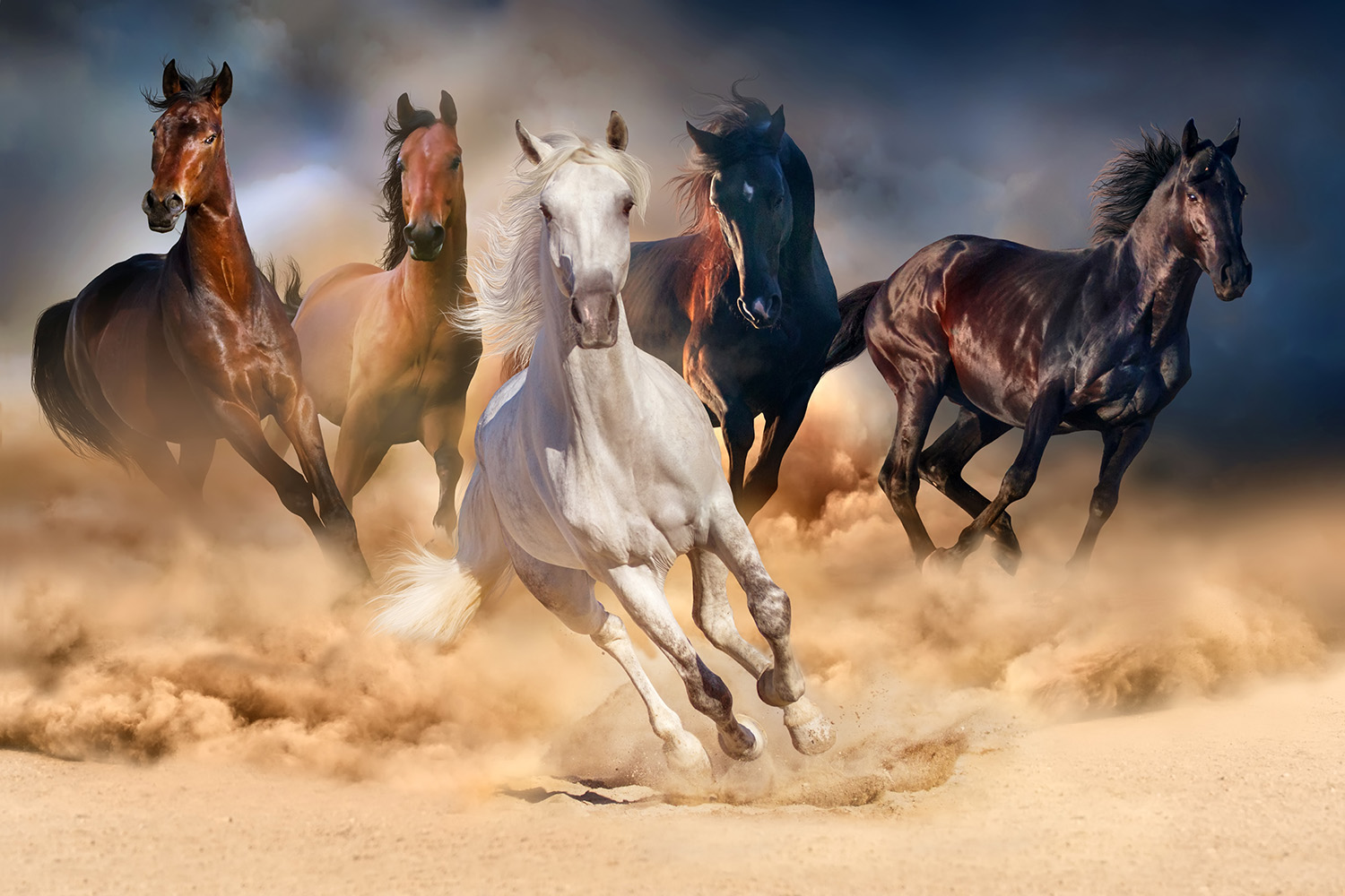 Papier peint photo - groupe de chevaux galopant dans un paysage poussiéreux