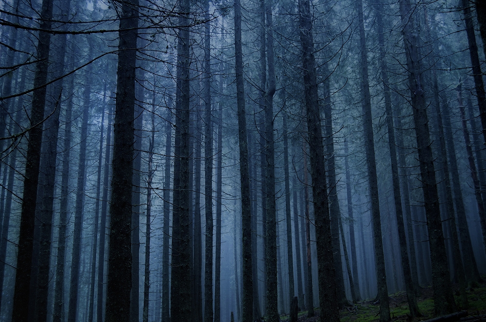 Papier peint photo - Forêt de conifères sombre dans le brouillard, créant une atmosphère mystérieuse et apaisante